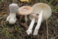 Amanita Gallery